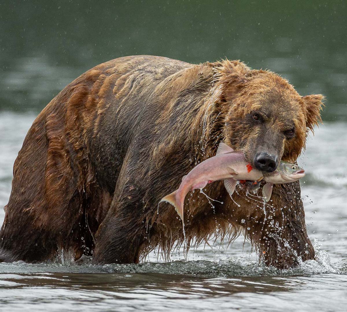Kamchatkas björnar