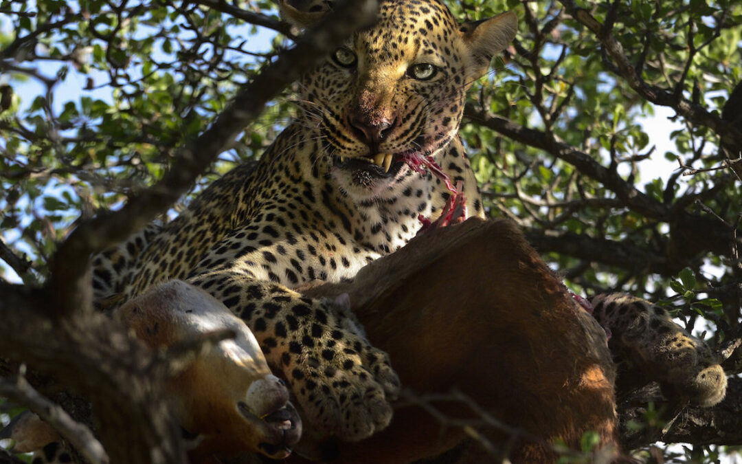 Selous – Afrikas sista vildparadis
