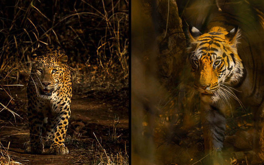 Leoparder & Tigrar