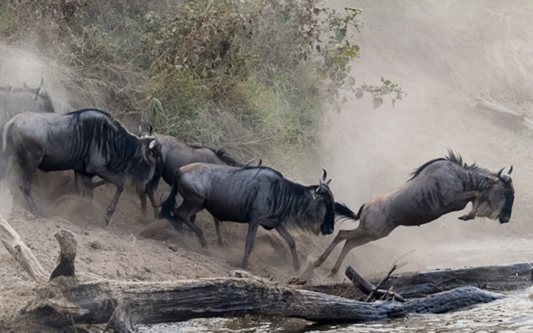 Masai Mara – Den stora migrationen