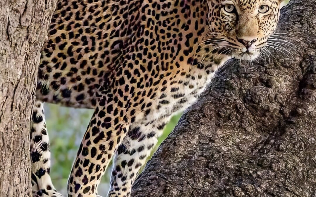 SOUTH LUANGWA – LEOPARDLAND