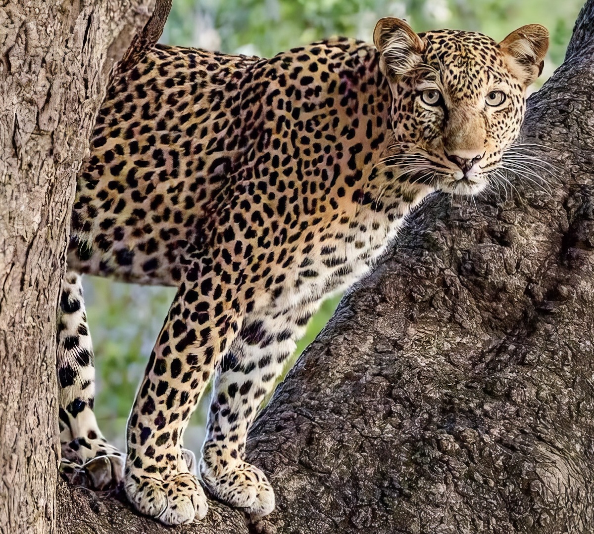 SOUTH LUANGWA – LEOPARDLAND