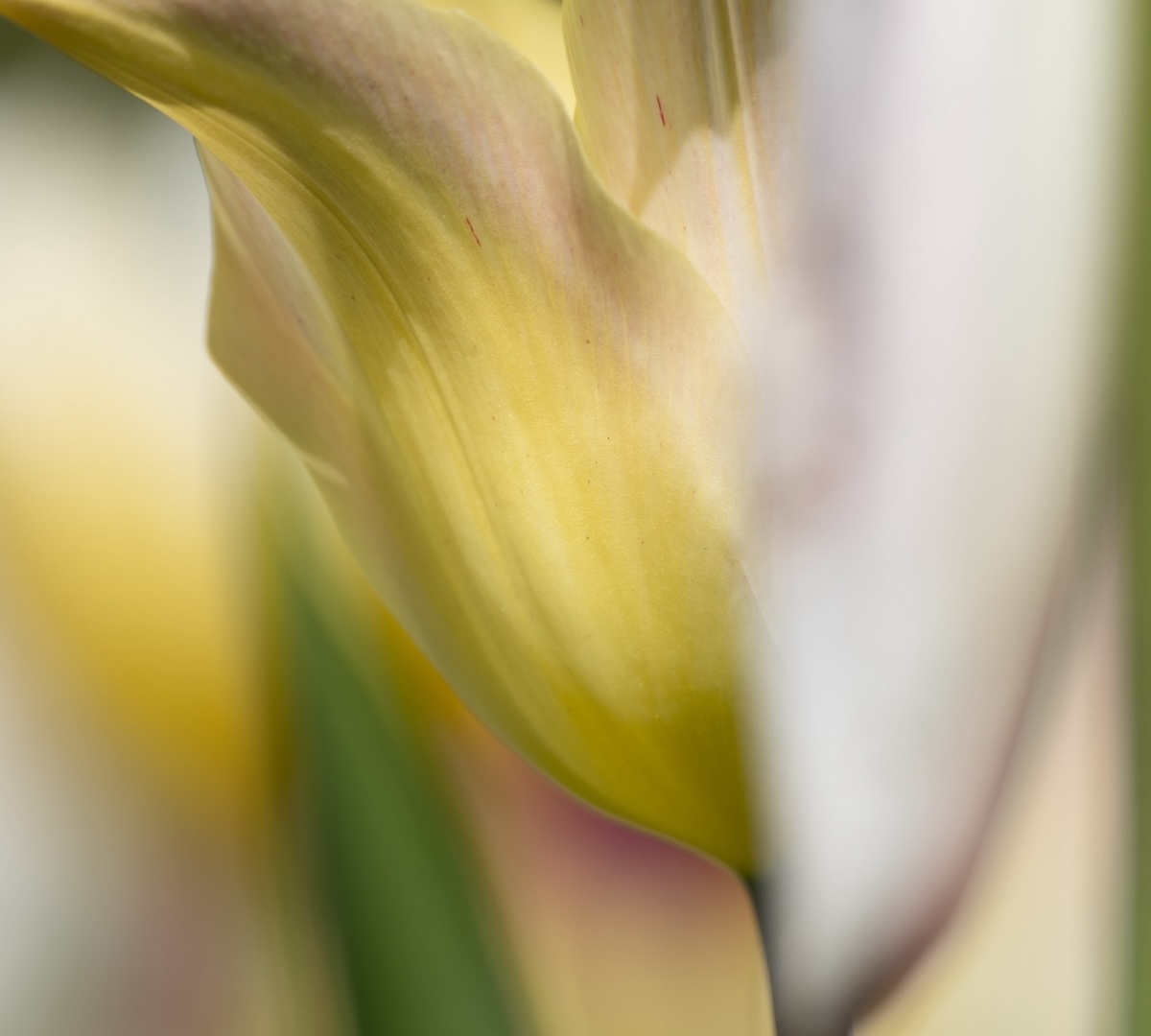 Tjejresa – Makro – En liten värld