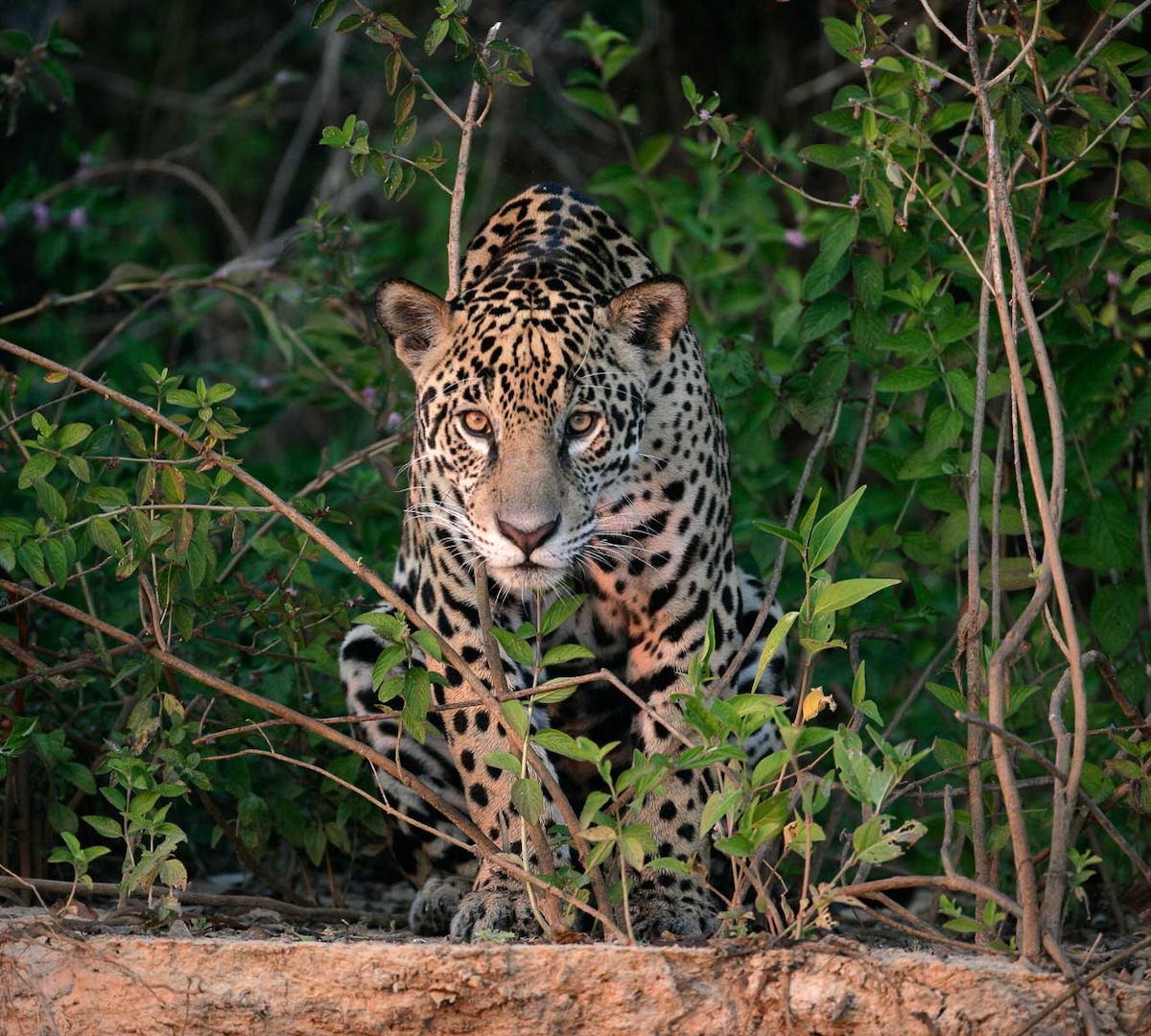 Jaguarernas Pantanal