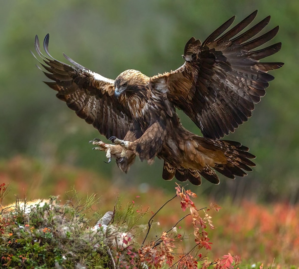 Rovfåglar i höstlandskap