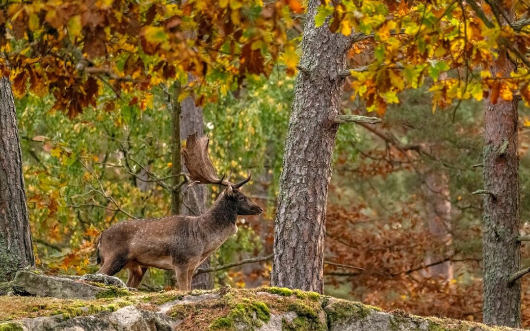 Höstens Färger på Eriksberg