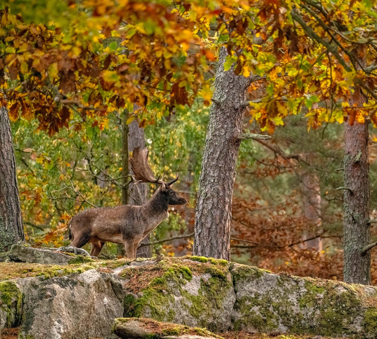Höstens Färger på Eriksberg