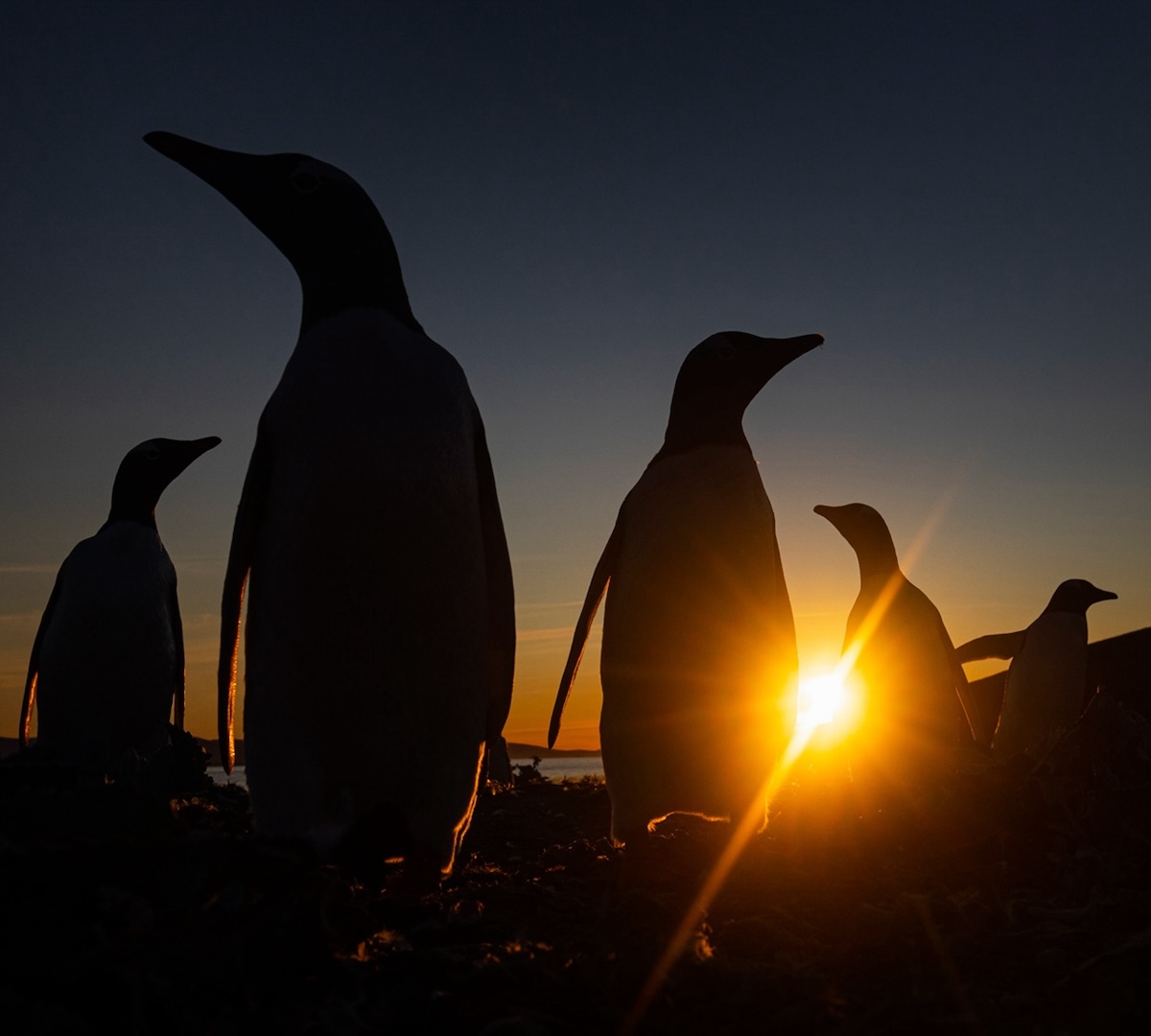 Falklandsöarna fågelliv