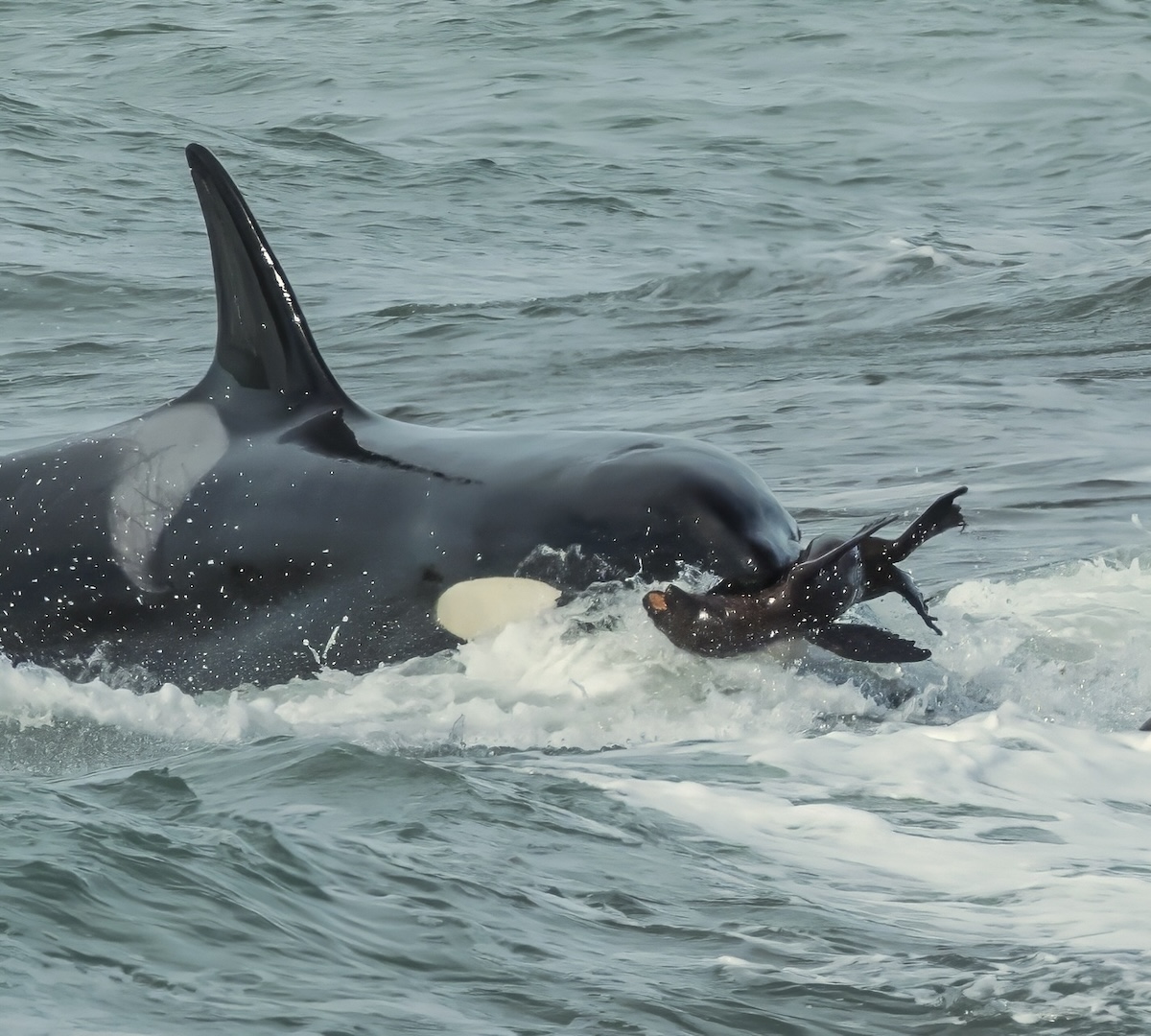 Späckhuggare attackerar