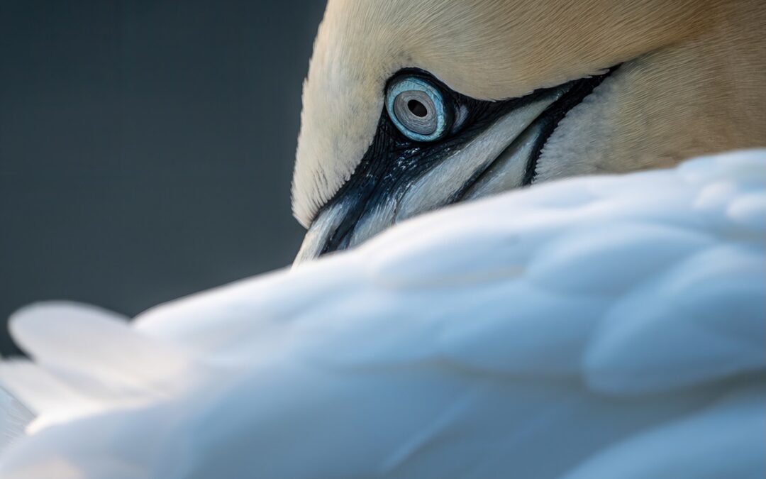 BEMPTON CLIFFS 2028