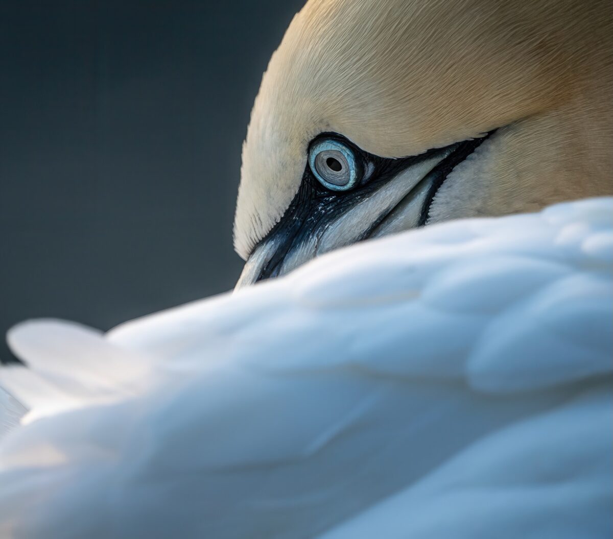 BEMPTON CLIFFS 2028