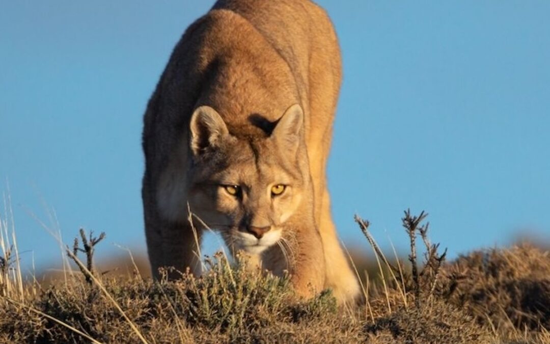 PUMOR I TORRES DEL PAINE