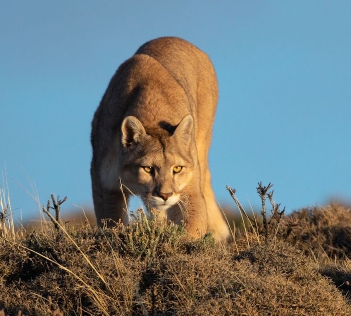 PUMOR I TORRES DEL PAINE