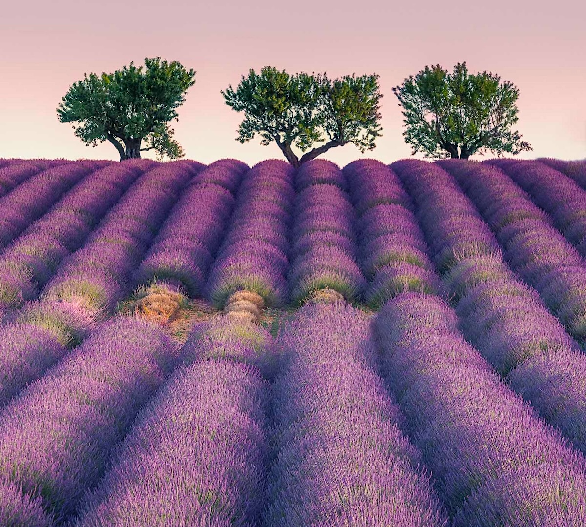 Lavendel i Provence