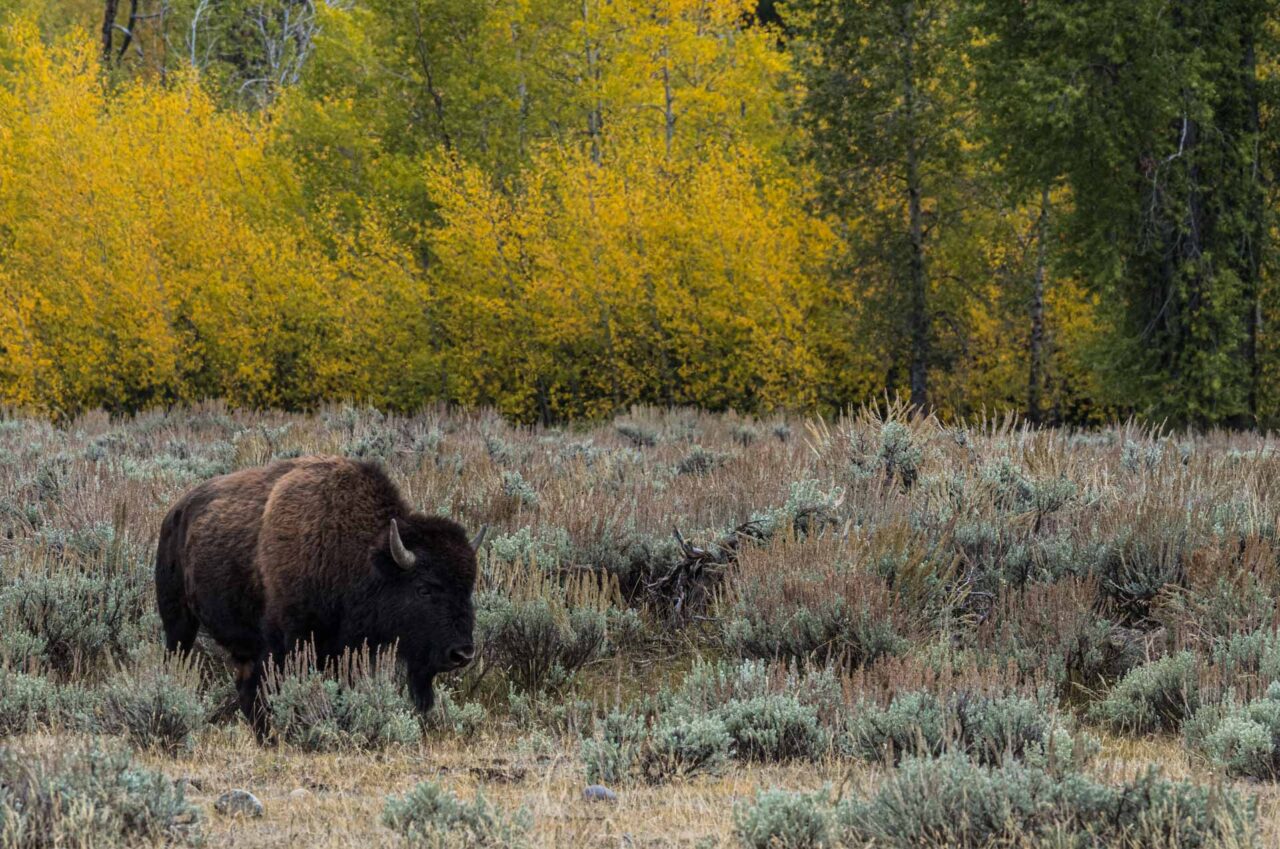 Yellowstone 2025 teaser Zoom Fotoresor