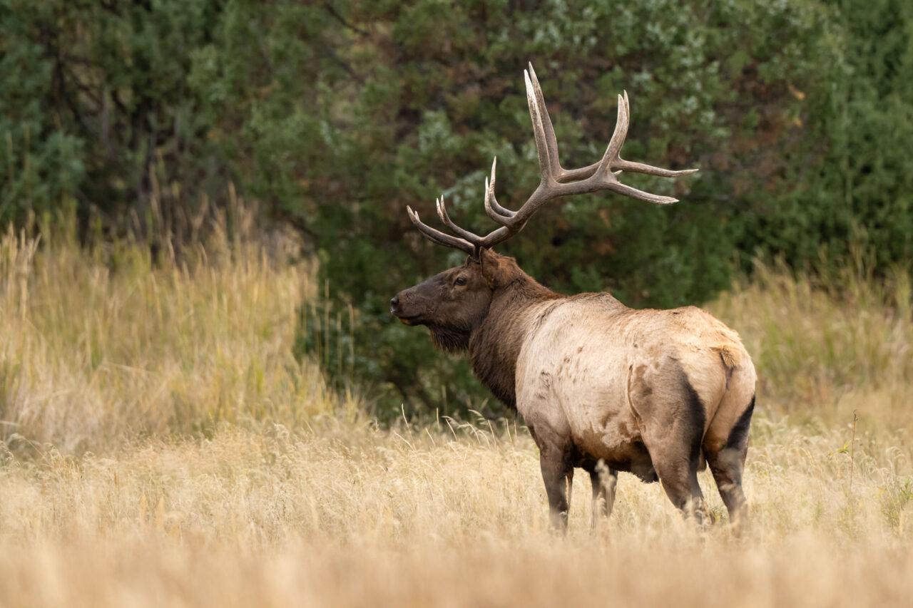 Yellowstone 2025 teaser Zoom Fotoresor