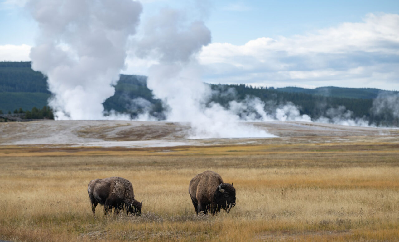 Yellowstone 2025 teaser Zoom Fotoresor