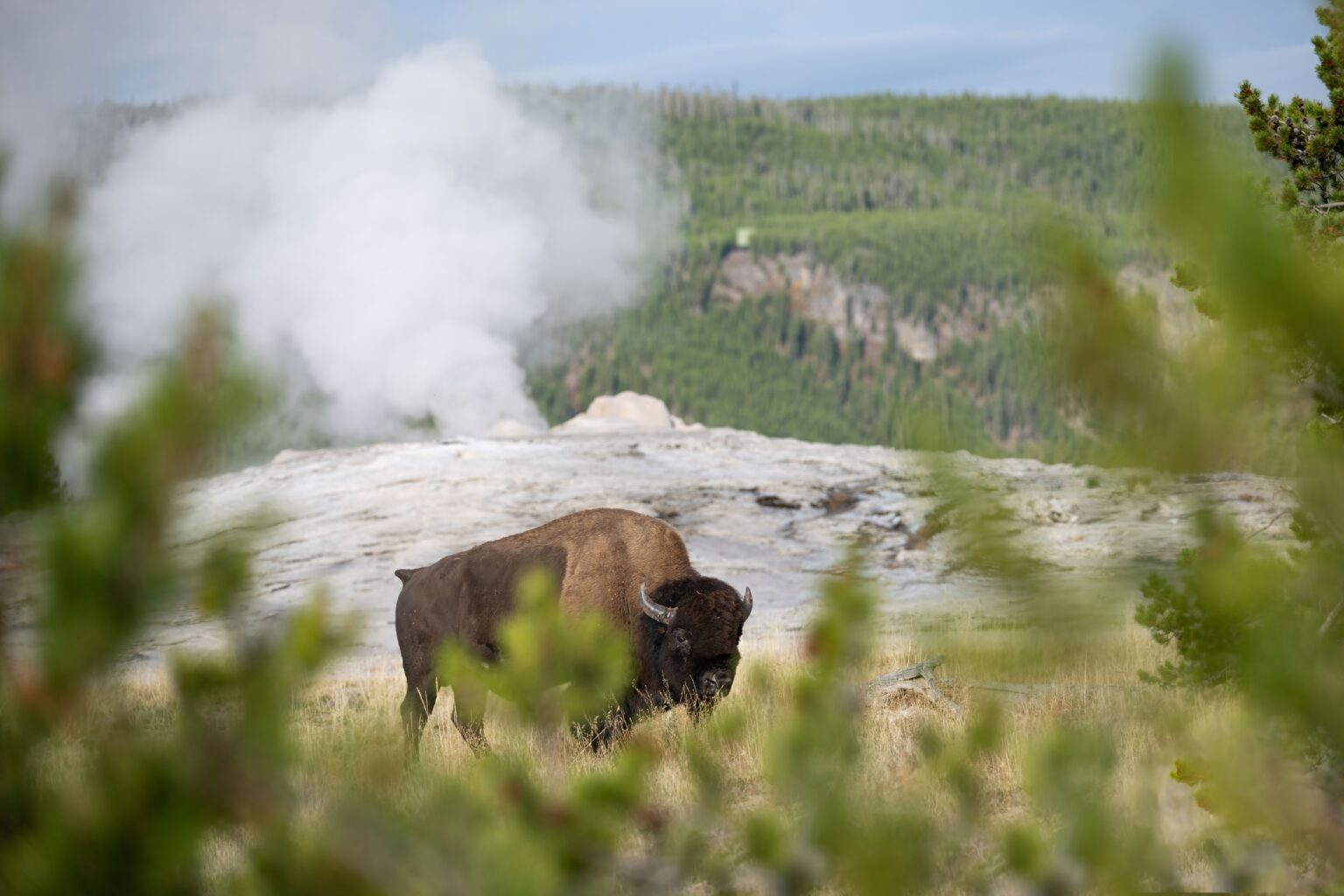 Yellowstone 2025 teaser Zoom Fotoresor