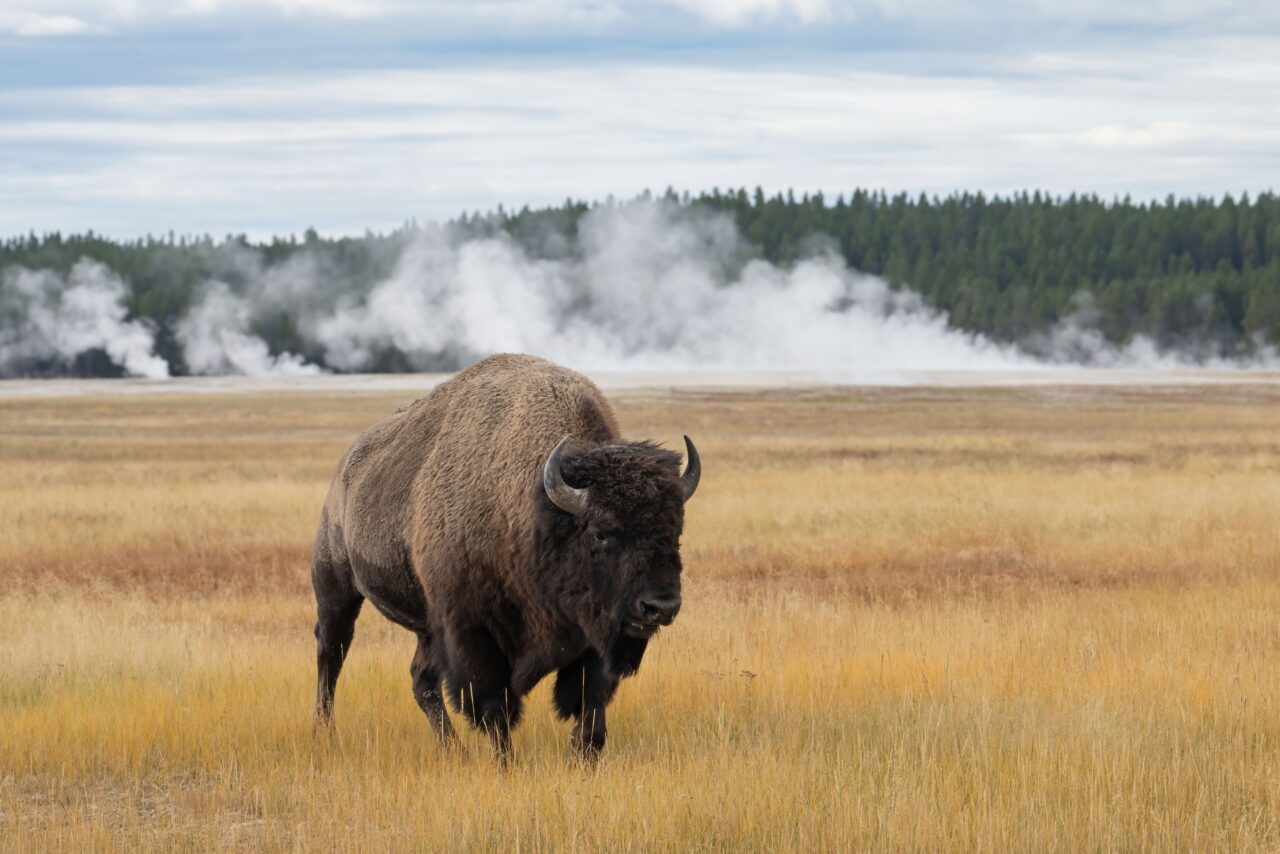 Yellowstone 2025 teaser Zoom Fotoresor