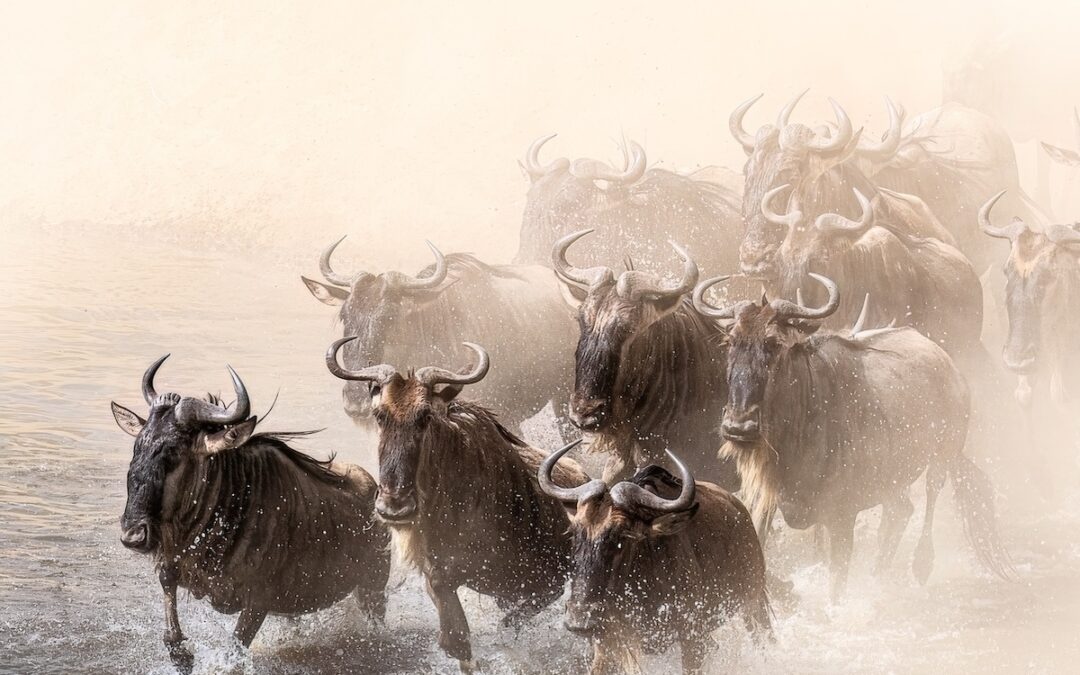 Den stora migrationen