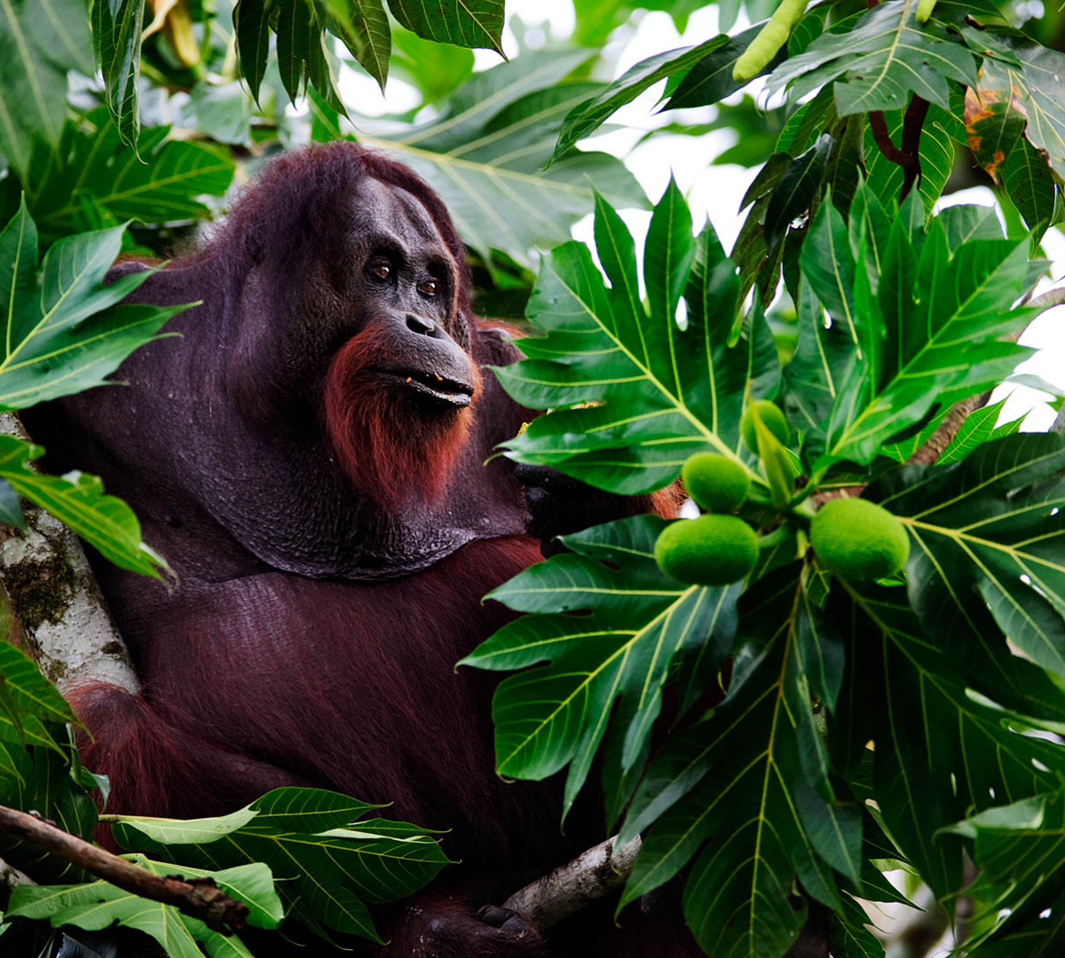 Borneos regnskogar