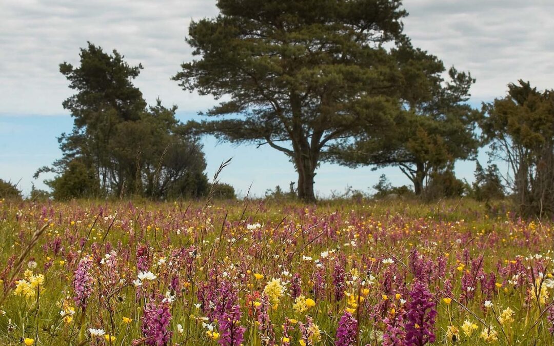 ALVARETS UNIKA NATUR